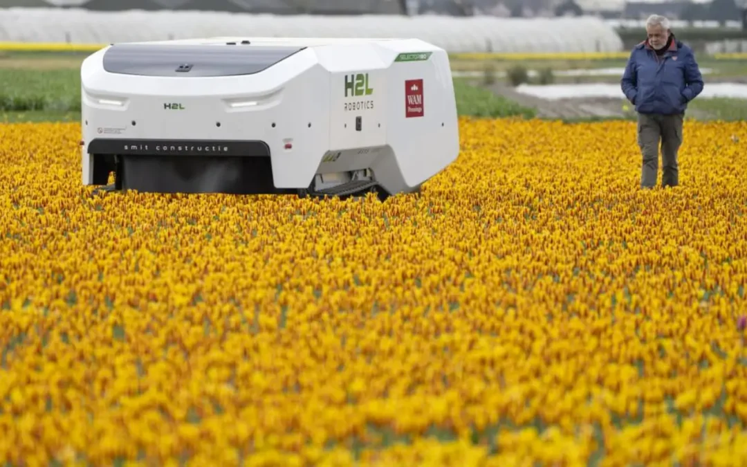 Unstoppable Theo: The Robot Guardian of Dutch Tulip Fields